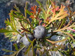 vignette Isopogon anemonifolius         Tasmanie