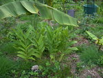 vignette hedychium coronarium andromeda