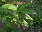 vignette Hedychium flavescens