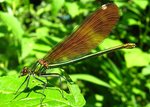 vignette Calopteryx virgo ♀ ( le Caloptryx vierge ) libellule