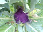 vignette chou fleur violet