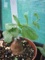 vignette Dioscorea hemicrypta