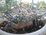 vignette Euphorbia cylindrifolia tuberifera