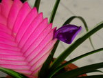 vignette Tillandsia cyanea (fleur)