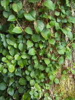 vignette Hydrangea anomala petiolaris cordifolia
