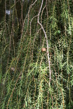vignette Juniperus cedrus
