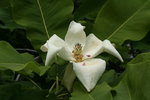 vignette magnolia macrophylla