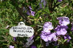 vignette Brunfelsia pauciflora 