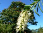 vignette Callistemon sp.