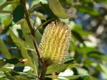 vignette Banksia 2