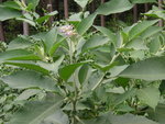 vignette Solanum mauritianum = Solanum auriculatum - Bois de Tabac