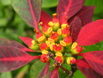 vignette Euphorbia pulcherrima
