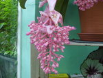 vignette Mdinilla