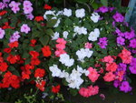 vignette Impatiens