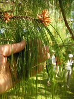 vignette Pinus patula - Pin Mexicain