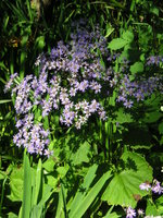 vignette Pericallis