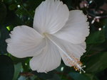 vignette Hibiscus fidji (Hibiscus blanc de tahiti)