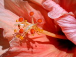 vignette hibiscus