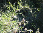 vignette CHUSQUEA VALDIVIENSIS (my garden)