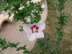 vignette Hibiscus syriacus Hamabo fleur