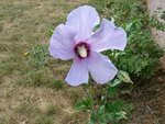 vignette Hibiscus syriacus oiseau bleu fleur