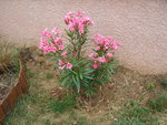 vignette Laurier-Rose - Nerium Oleander