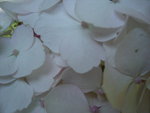 vignette Hydrangea  blanc