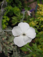 vignette Lychnis coronaria 'Alba'