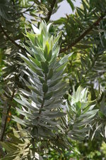 vignette leucadendron argenteum