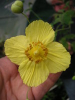 vignette Meconopsis chelidoniifolia