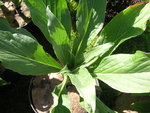 vignette Echium simplex