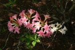 vignette rhododendron rose et blanc