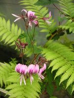 vignette Pelargonium cordifolium