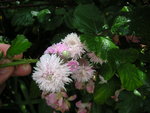 vignette Rubus ulmifolius 'Bellidiflorus'