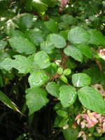 vignette Rubus ulmifolius 'Bellidiflorus'