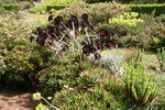 vignette Aeonium atropurpureum 'Schwartzkopf', Aloe mitriformis et crassula coccinea