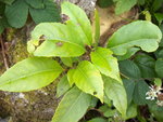 vignette Hydrangea seemanii