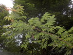 vignette Phellodendron chinense