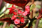 vignette begonia  feuilles trs rouges
