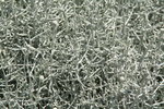 vignette helicrysum italicum