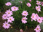 vignette Cosmos peucedanifolius 'Flamingo'