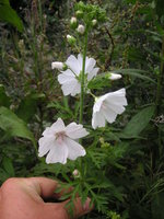 vignette Malva moschata 'Alba' - Mauve musque blanche