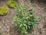 vignette Rhododendron Hybride Virginia Richards
