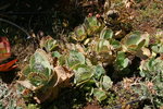 vignette Kalanchoe marmorata