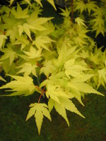 vignette Acer palmatum 'Akane'