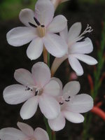 vignette Watsonia