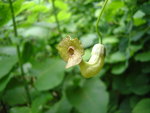 vignette Aristolochia macrophylla