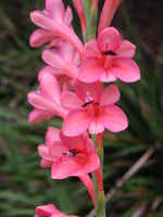 vignette watsonia