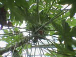 vignette Carica papaya (fruits)