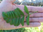 vignette Tecoma (garrocha ?) / Bignoniaceae